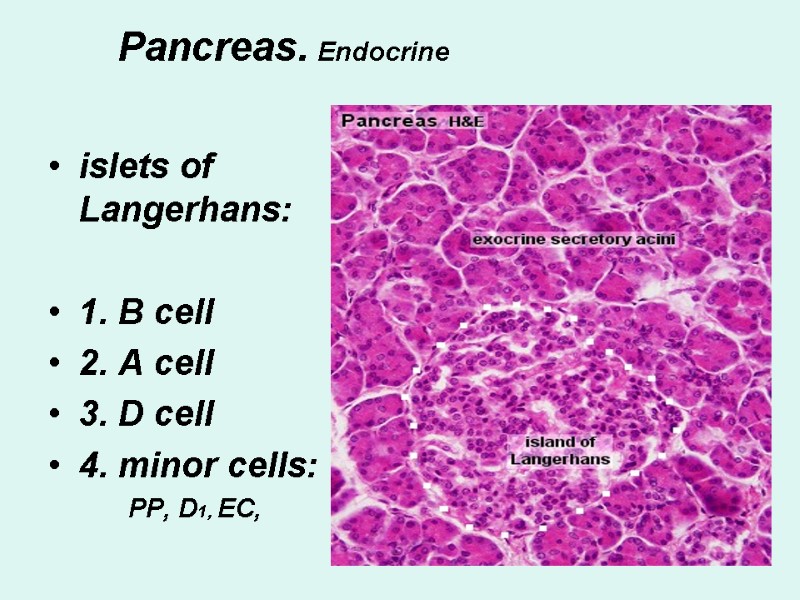 Pancreas. Endocrine islets of Langerhans:  1. B cell 2. A cell 3. D